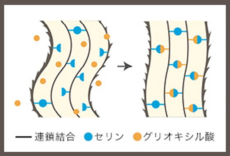 セリンとグリオキシル酸